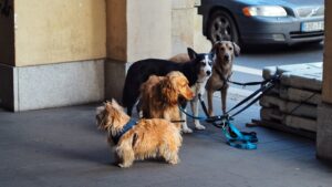 Lei aumenta valor das multas para quem desrespeitar direitos de cães e gatos em BH