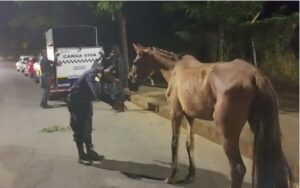 Guarda Civil de BH resgata cavalos que sofriam maus-tratos e comiam lixo