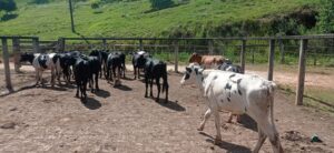 Gado furtado de fazenda em Jaboticatubas é recuperado em cidade do Vale do Rio Doce