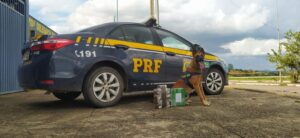 Passageiro é preso transportando 9kg de maconha em mala dentro de ônibus