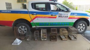 PM apreende pássaros silvestres que eram vendidos ilegalmente