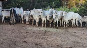 Polícia recupera 25 cabeças de gado furtadas no Norte de Minas