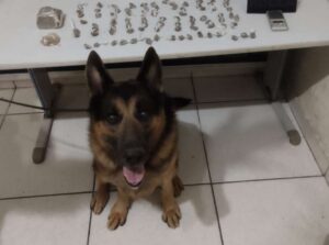 Vídeo: cão farejador ajuda polícia a encontrar droga em Valadares