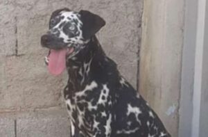 Idoso é suspeito de estuprar cadela na região Nordeste de BH