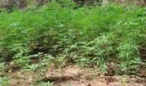 Vídeo: polícia descobre plantação com 200 pés de maconha no Sul de Minas; quarteto é detido