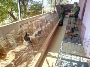Polícia Militar recupera 120 aves que eram utilizadas em rinhas em Ipatinga