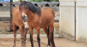 Prefeitura de BH está doando 10 cavalos para quem quiser adotar