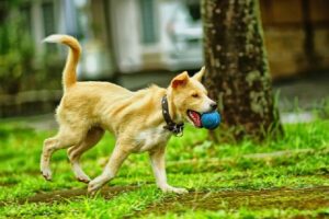 Cinco parques para levar os cães pra passear em BH de forma segura