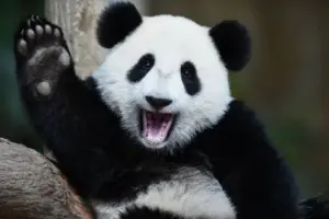 Todos os pandas do mundo são da China, que pode pedir os animais de volta