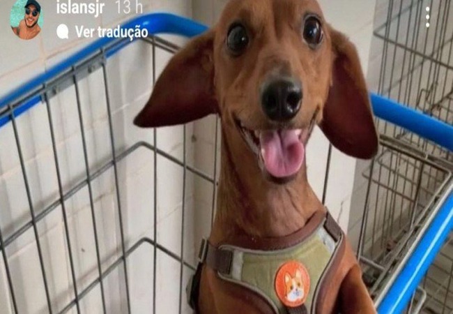 Donos do cachorro publicaram apelo para que a Polícia investigue o caso