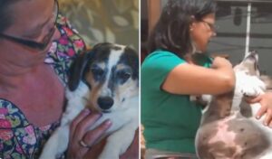 Cachorra com mais de 20 quilos é obrigada a parar de comer comida mineira