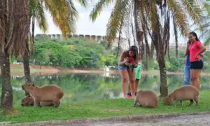 Proximidade de capivaras em BH é alerta para casos de febre maculosa