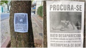 Mistério solucionado: cartazes procurando ratos e baratas em BH viralizam