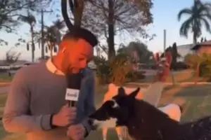 Repórter da Globo é mordido ao vivo por animal e viraliza