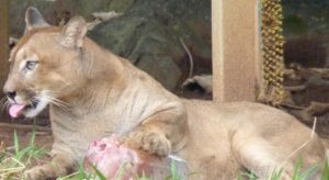 Animais do Zoo de BH ganham “sorvetes” de comida congelada por causa do calor