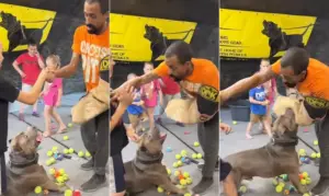 Hulk, maior pitbull do mundo, viraliza protegendo crianças