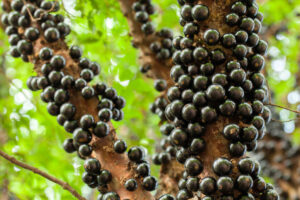 Queridinha de Minas Gerais, jaboticaba é eleita segunda melhor fruta do mundo