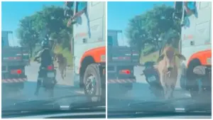 Boi atropela um motociclista na BR 040, em Belo Horizonte