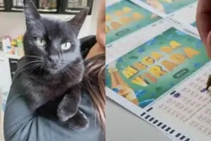 Gato vidente de Minas Gerais “revela” os números da Mega da Virada
