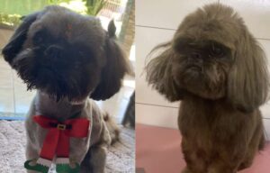 Cachorro furtado tem pêlos pintados com tinta de cabelo