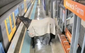 Cavalo invade estação do metrô e causa correria; veja o vídeo
