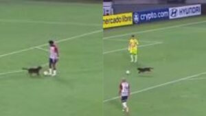 Cachorro invade jogo da Libertadores para brincar; assista