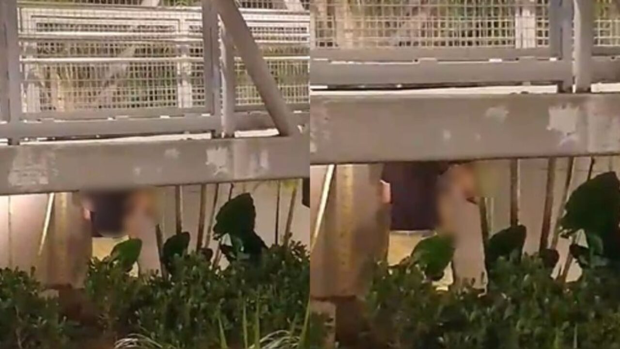 Casal é flagrado fazendo sexo embaixo de viaduto durante o dia - Cidades -  Aqui