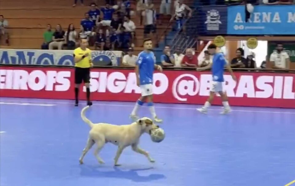 cachorro com bola em quadra de futsal