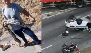 Cobra achada na Linha Amarela horas antes de acidente fatal