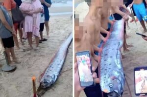 Peixe-remo aparece em praia população resgata lendas de desastres naturais