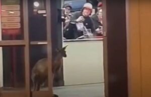 Vídeo: Canguru invade KFC e surpreende clientes e funcionários na Austrália