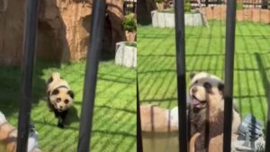 Panda que late? Zoológico na China admite ter pintado cães