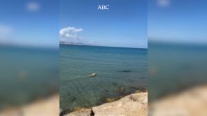 Vídeo: cachorro pula no mar e tenta morder tubarão