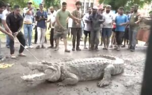 Enchentes Trazem Crocodilos às Ruas e Ameaçam Moradores na Índia