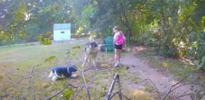 Vídeo: Menina “rouba” cachorro do vizinho e o substitui por outro de pelúcia