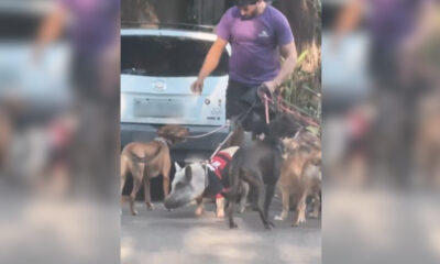 Homem passeia com porco usando camisa do Flamengo