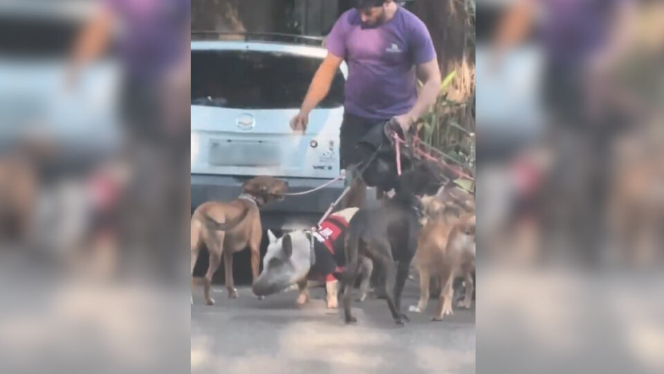 Homem passeia com porco usando camisa do Flamengo