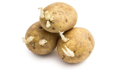 Batatas com brotos ou verdes podem ser perigosas? Entenda riscos de intoxicação alimentar por solanina e como armazenar batatas.(Créditos: depositphotos.com / JGade)