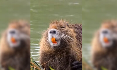 Conhecidos como ratão-do-banhado, são criaturas de aparência similar a um rato que estão causando preocupação devido à sua crescente população (Reprodução/YouTube)