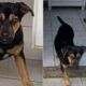 Cachorro Pedrinho, levado por ladrões em assalto, é encontrado em BH