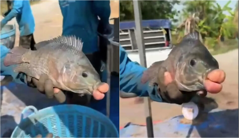 pescador segurando peixe na mão