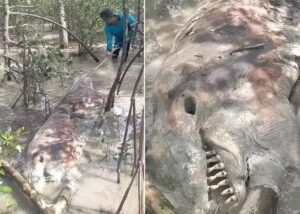 Criatura com aparência alienígena é encontrada em pântano tailandês