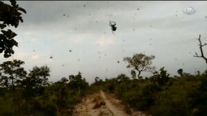 “Chuva de aranhas” no Sul de Minas: vídeo mostra teia gigante em São Thomé das Letras