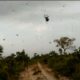 “Chuva de aranhas” no Sul de Minas: vídeo mostra teia gigante em São Thomé das Letras