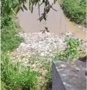 Homem teria sido arrastado por cobra da espécie sucuri