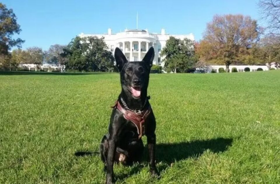 Cão que protegeu a Casa Branca em 2014 morre nos Estados Unidos