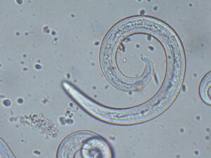 angiostrongylus cantonensis, parasita responsável pela doença