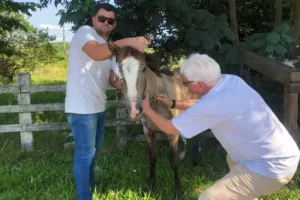 Égua é resgatada após ser arrastada por carro em São Leopoldo