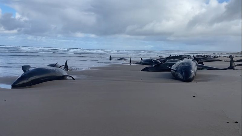 Golfinhos foram encontrados em praia da Tasmânia