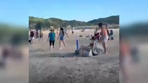 enxame de marimbondos invade praia em SC e assusta banhistas